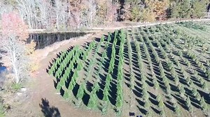 85 reactions | Your Christmas Tree Destination!  Pre-Cut Fraser fir...