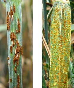Rust of Wheat| Puccinia | Black Stem rust |