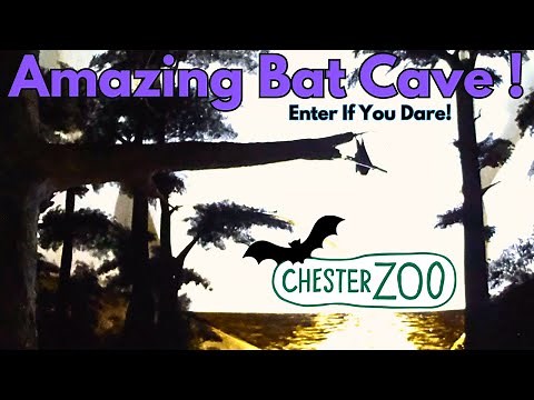 Incredible Bat Cave Exploration at Chester Zoo!