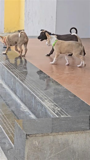 “3 Cute Puppies Ki Funny Ladai 😂 | End Tak Dekhna!”