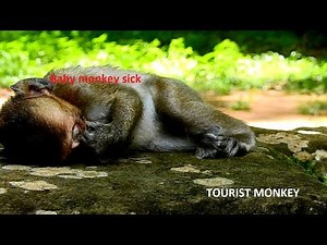 Very pity poor baby monkey, Seem baby got sick, Look like stomach problem, Baby sleep not well