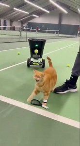 A Cat Learns To Play Tennis Like A Pro #cat #viral #shorts