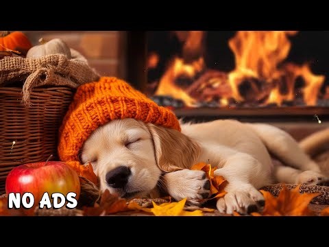 12 HOURS of Dog Calming Music🐶Gentle Tunes for Nervous Dogs💖🎵Reduce Separation Anxiety⭐No Ads