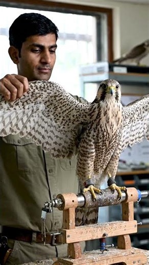 Rare falcon measurements by falconer, wingspan inspection, professional setting, documentary style
