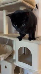 Watch How to Use Our Cat Odor Eliminating Spray on Amazon Live