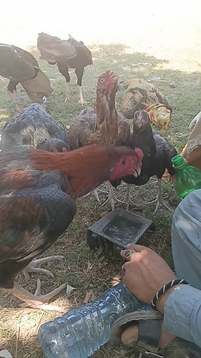 3.3K views · 73 reactions | Aseel murgay for sale #sale | Swabi Tv | Facebook