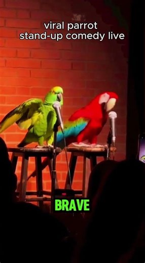 Wildest Parrot Stand-Up Comedy Meltdown 🦜🎤 | Viral Animal Comedy Chaos Live
