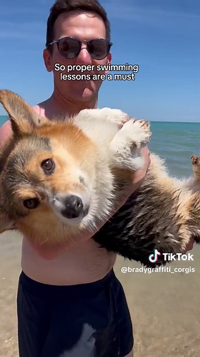 Beach corgis 😎 #corgis #dogs #dogbeach #swimminglessons #dogsswimming