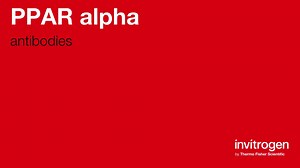 PPAR alpha antibodies from Thermo Fisher Scientific