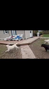 Hazel (Blitzen x Brooklin) visiting and entertainment for Bruno. #blackrocklabradors_dale #labsofinstagram #happydog #yellowlab #labrador | Black Rock Labrador Retrievers