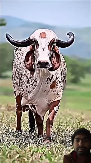 #cow 🐄 I’m #saresankatkoharneganeshnikale #bull just