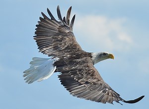 Tribe seeks help to build eagle sanctuary Up North