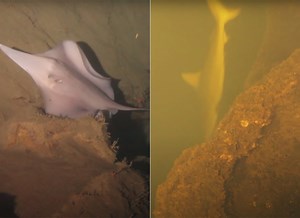 Sharks Discovered Living Inside Underwater Kavachi Submarine Volcano