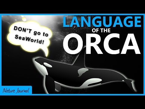 Language of the ORCA - How do killer whales communicate?