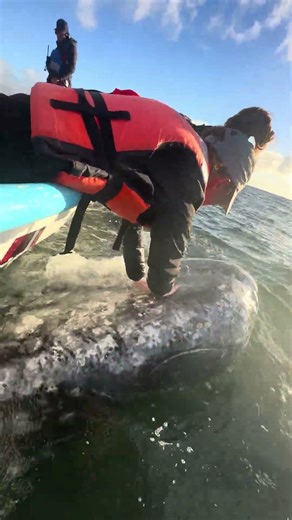 Gray Whale Adventures - Beautiful Baline (teeth) #graywhale