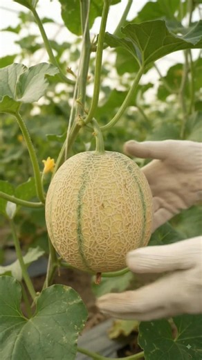 From Fallen Fruit to Golden Harvest: The Muskmelon Life Cycle 🍈✨#shorts