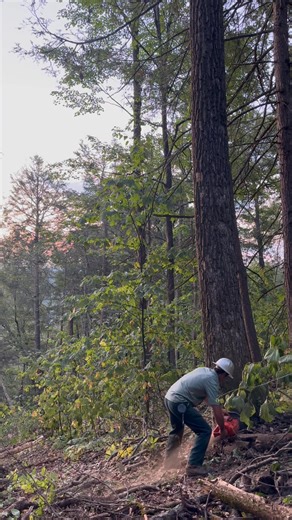 14K views · 137 reactions | Really nice Chestnut oak (aka rock oak) #logging #logger #Timber #Pennsylvania | Hibbs Logging | Facebook