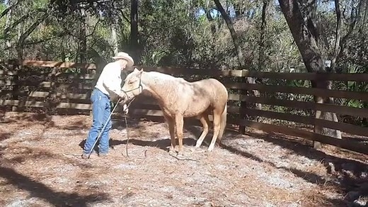 Hobble Training is one of the MOST Important Lessons your horse can learn. The younger they learn the better. Rush is learning this lesson (last year as a 2 year old) before he was ever was started under saddle. This can SAVE Your HORSES Life and helps in many other areas of safety for your horse. This full lesson is coming soon for our members on our Horsemanship Support Page. | Perfect Partners Equine