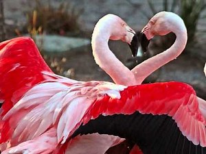 I LOVE YOU - Celine Dion (Lyrics)
