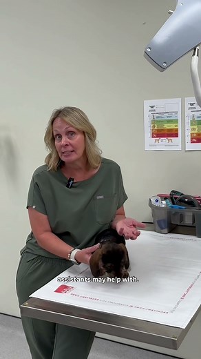 Our Vet. Assistant Program is BACK! 🙀🐾🧑‍⚕️ #college #student #vettech #veterinary