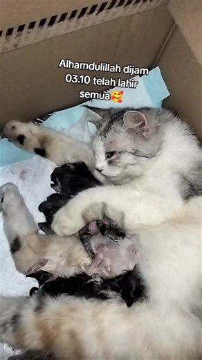 ngantukk bangettt dari magrib Sampek subuhh nungguin si cimol lahiran, Alhamdulillah diberikan kelancaran .🥹 #kucingmelahirkan #masukberanda #fypシ゚viral #kontenkreator #catlover