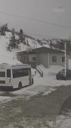 WATCH: Polar bear climbs onto roof of home in Newfoundland #shorts
