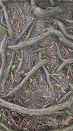 The Secret Chit Chat of Trees Underground