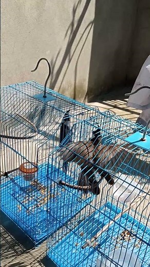 “Fiery Bulbul Battle! Two Red-Whiskered Bulbuls Fight for Territory 🔥🐦”