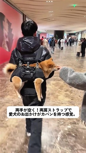 今年買って一番良かったペット用品かも！お出かけが全然変わる。 #ペットあるある #犬バッグ #便利グッズ#犬用品#ペットキャリー