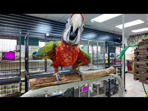 A Hidden Gem for Bird Lovers 🦜 Exotic Birds Shop | Belleville, MI