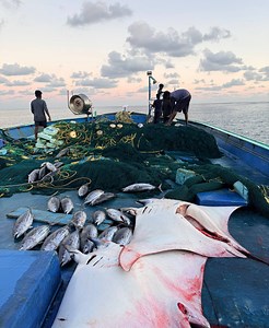 401K views · 10K reactions | 100kg തിരണ്ടി വലയിൽ കയറി | Deep Sea Gillnet Boat Fishing ‼️ | Kadalmakrii | Facebook
