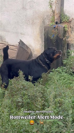 Rottweiler Alert Mode #dog #rottweiler #alert #pets #animals #shorts #shortvideo