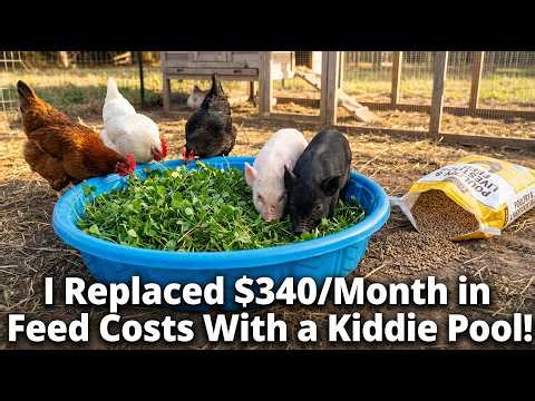 Amish Farmers Cut Their Feed Bill by $340 a Month With a Kiddie Pool. Here's Exactly What They Found