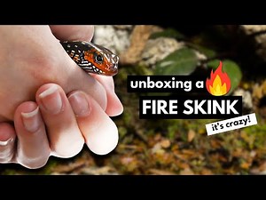 Unboxing a Stunning African Fire Skink | FIRST IMPRESSIONS