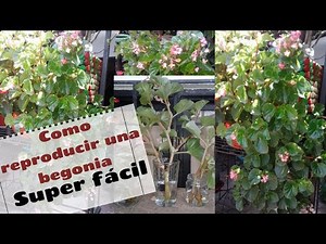 How to reproduce begonias, super easy.