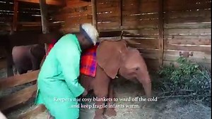 Ever wondered what baby elephant bedtime looks like at our Nairobi Nursery? We rescue orphaned baby elephants so they can have a second chance at a life in the wild when grown. Each has their own tragic story but at our Nursery, these orphaned baby elephants find a new life, and love. During the day, our Keepers accompany the herd as they frolic in the forest and blissfully bath in the mud bath. Then, at 5pm, when everyone is all tuckered out, it’s bedtime! As the patter of little feet get loude