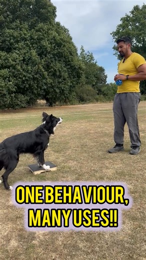 Want to fast-track your training? 👀 Teach one skill and unlock endless possibilities. 🔓 Platform behaviours and target training are absolute game-changers. Whether you’re working on: 🐾 Sports foundations 🛁 Husbandry and cooperative care 🎪 Trick training 🧠 Body awareness and proprioception 💡 Or just teaching your dog to think and focus… …platforms and targets can do it all. Once your dog understands how to get on a platform or find a target, you can apply that knowledge in SO many differen