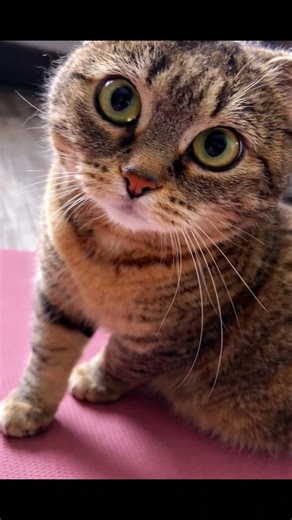 Molly Cat is a tiny Demon (with the meow of an angel) #love #cat #funny #funnycatvideos