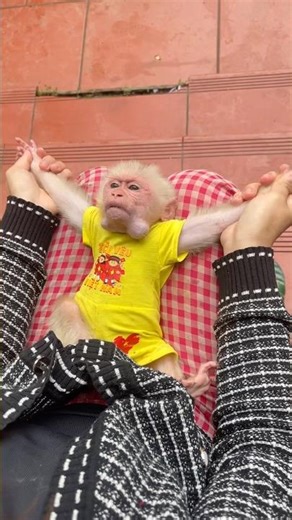 The monkey is exercising.