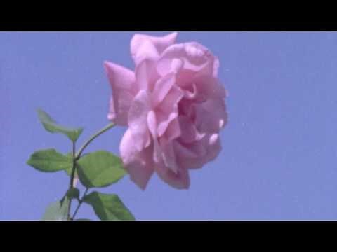 Tora - Too Much (Official Music Video)