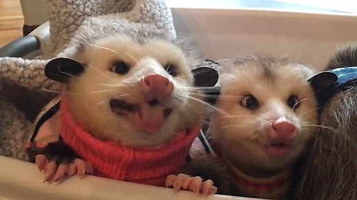 Adorable possum buddies enjoy noisily munching on berries