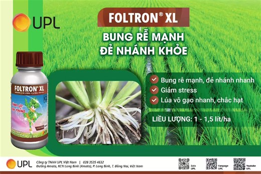 🌱 FOLTRON XL – BÍ QUYẾT CHO CÂY LÚA PHÁT TRIỂN TOÀN DIỆN 📢 Foltron XL – công thức đột phá cung cấp đầy đủ đa lượng, vi lượng cùng Folcystein đặc biệt, giúp lúa khỏe mạnh, ra rễ mạnh, tăng số chồi và cho năng suất tối đa. 👍 Ưu điểm vượt trội: ✅ Bung rễ mạnh ✅ Đẻ nhánh khoẻ, tăng chồi hữu hiệu ✅ Giảm stress và điều kiện bất lợi thời tiết, ngộ độc phèn, ngộ độc hữu cơ. ✅ Cung cấp đầy đủ dưỡng chất cần thiết cho lúa. 🌲 FOLTRON XL – LÚA KHỎE, NĂNG SUẤT VƯỢT TRỘI! ⭐ UPL KẾT NỐI NÔNG GIA- VỮNG BỀN 