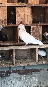 Kalsira kabutar ❤️‍🩹❤️‍🩹