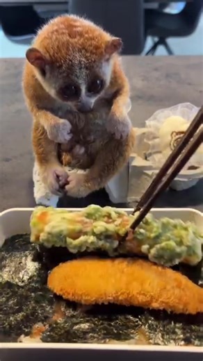 Discover the Enigmatic Slow Loris of Southeast Asia