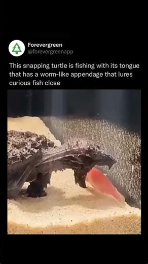 410 An alligator snapping turtle fishing with its tongue