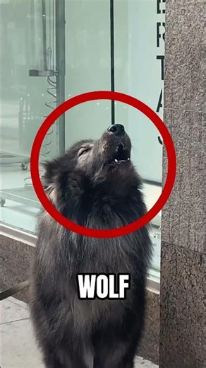 Have you ever seen a Wolfdog? 👀