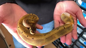 14 reactions | UPDATE After not being quiet sure about the genes on...