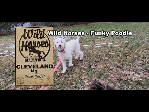 Wild Horses - Funky Poodle (studio version)