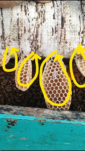 🐝 Bee the Comb🐝 Inside the Bee Comb🐝