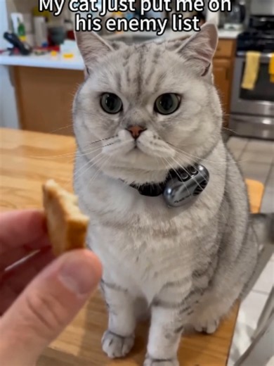 PettiChat: How to Use a Pet Translator for Tabby Cat Sounds